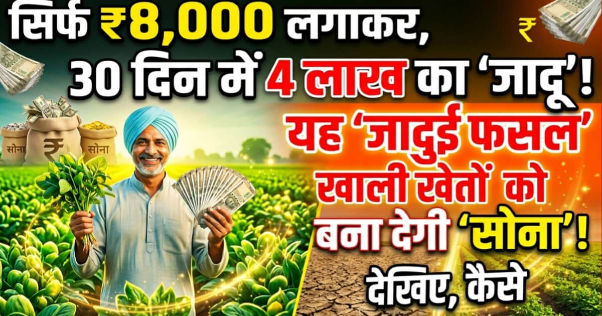 सिर्फ ₹8000 खर्च करके 1 महीने में कमाएं 4 लाख: इस 'जादुई' फसल से खाली खेत उगलेगा सोना!