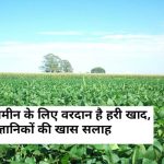 Green Manure for Soil Fertility: बंजर होती जमीन के लिए वरदान है हरी खाद, जानें कृषि वैज्ञानिकों की खास सलाह