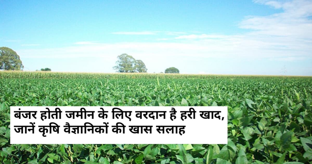Green Manure for Soil Fertility: बंजर होती जमीन के लिए वरदान है हरी खाद, जानें कृषि वैज्ञानिकों की खास सलाह