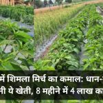 5 भीगा खेत में शिमला मिर्च का कमाल: धान-गेहूं छोड़ किसान ने चुनी ये खेती, 8 महीने में 4 लाख का शुद्ध मुनाफा