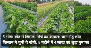 5 भीगा खेत में शिमला मिर्च का कमाल: धान-गेहूं छोड़ किसान ने चुनी ये खेती, 8 महीने में 4 लाख का शुद्ध मुनाफा