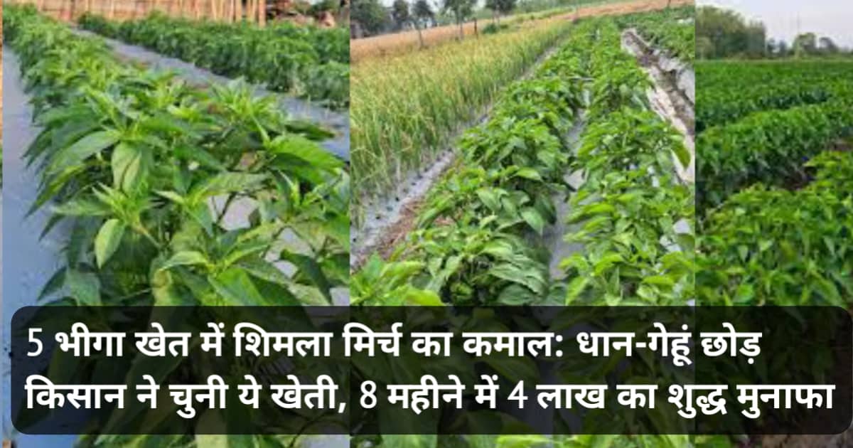 5 भीगा खेत में शिमला मिर्च का कमाल: धान-गेहूं छोड़ किसान ने चुनी ये खेती, 8 महीने में 4 लाख का शुद्ध मुनाफा